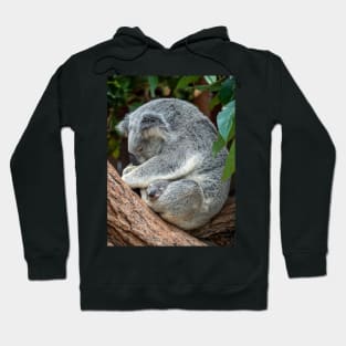 Koala Nap Time: Mother and Baby Hoodie